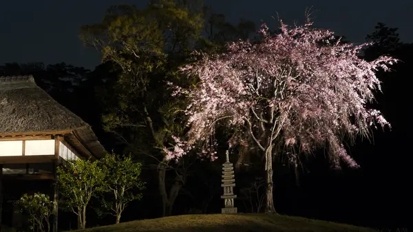 しだれ桜と歴史的建造物
