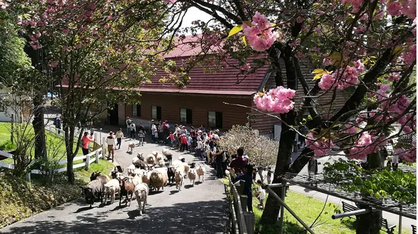 羊の行進と八重桜