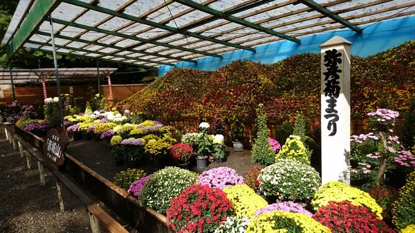 菊の大会が近いらしい  審査員が菊の審査をしていた