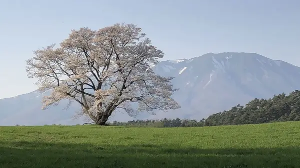一本桜
