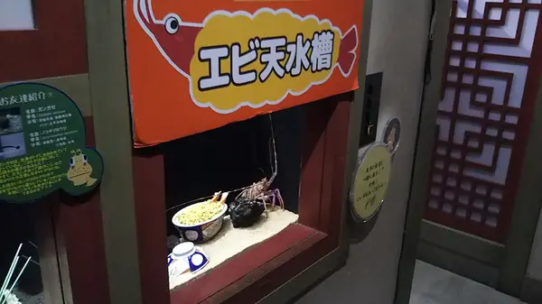 エビ天水槽