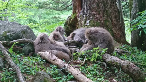 猿