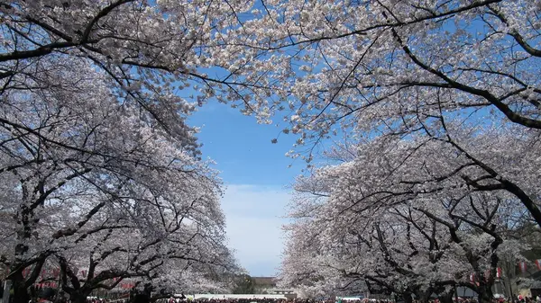 春はやっぱり桜！