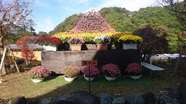その素晴らしい菊を見よ