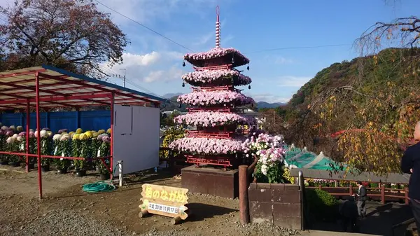 その素晴らしい菊を見よ