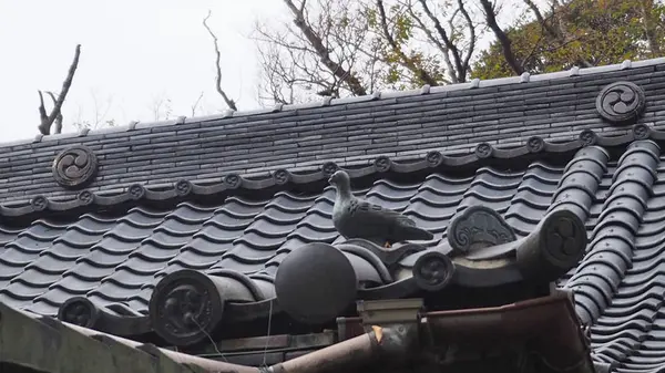 ハトは拝殿の屋根に