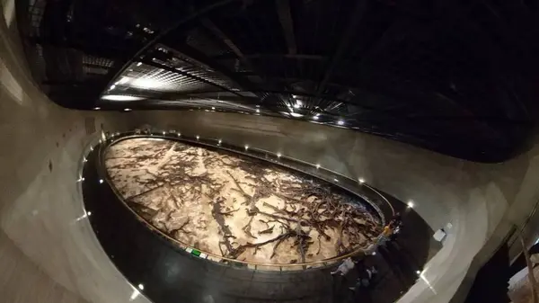 古代樹展示(360°写真)