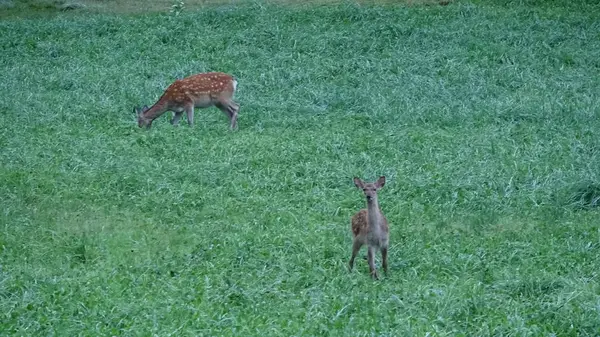 サファリカートツアー