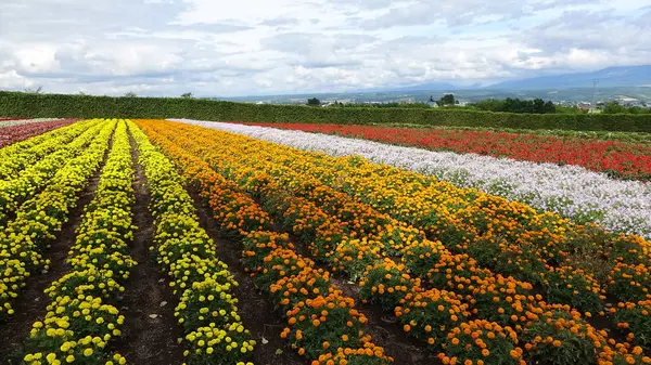 花の名前はわかりませんが・・・