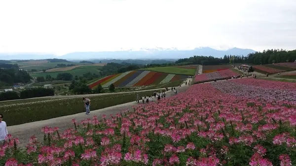 四季彩の丘の風景