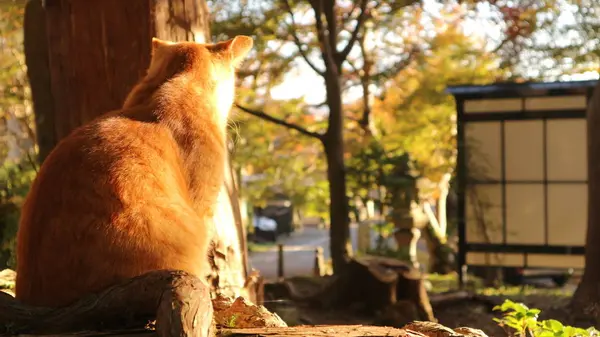 毘沙門堂の猫ちゃん