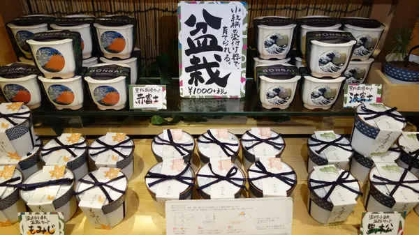 自分で手軽に育てられる盆栽
