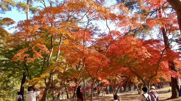 紅葉がすごい🍁
