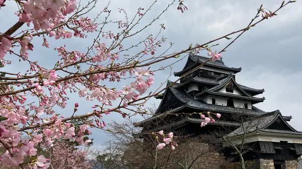 桜と松江城