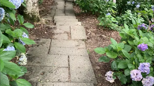 紫陽花