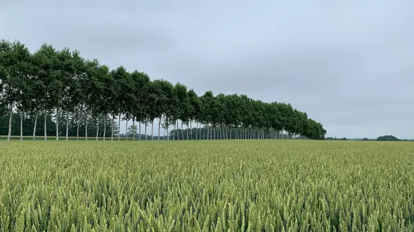 茶色になる直前の小麦！