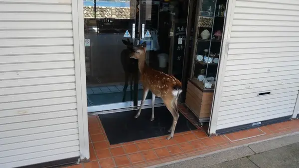 シカ🦌
