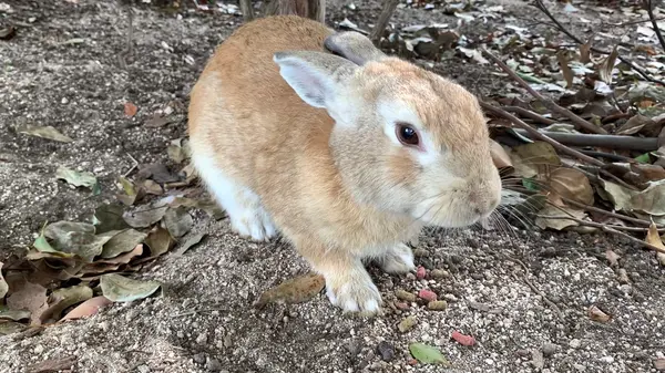 至近距離で見ることもできた