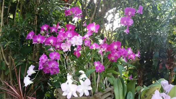 園内の植物デンファレ