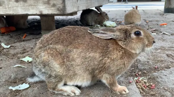 🐇
