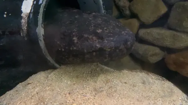 母のサチコ