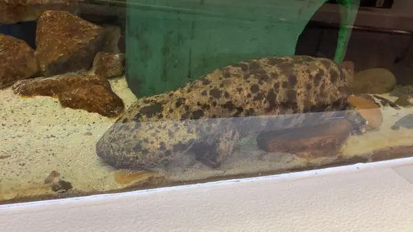 父のダイゴロウ