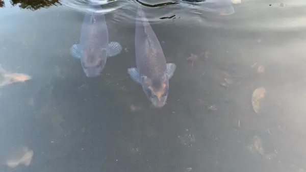 鯉がたくさん寄ってきます