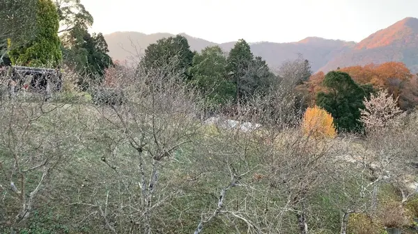 園内