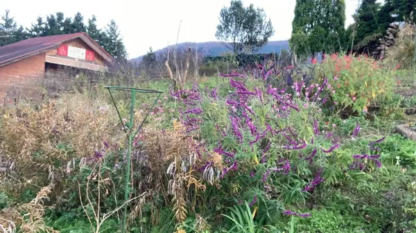 紫色のお花発見