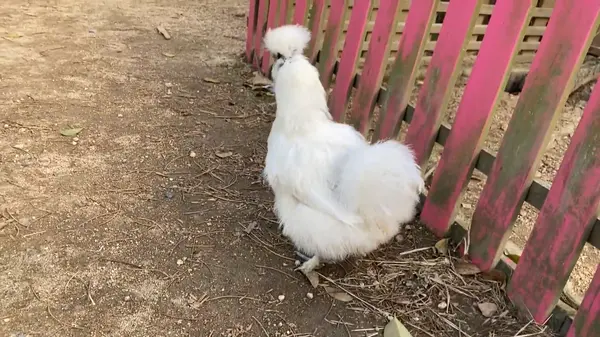 ニ、ニワトリだよね⁇