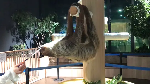 ナマケモノの餌やり体験もできるんだそう！