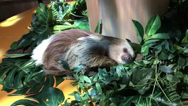 お昼寝中🦥