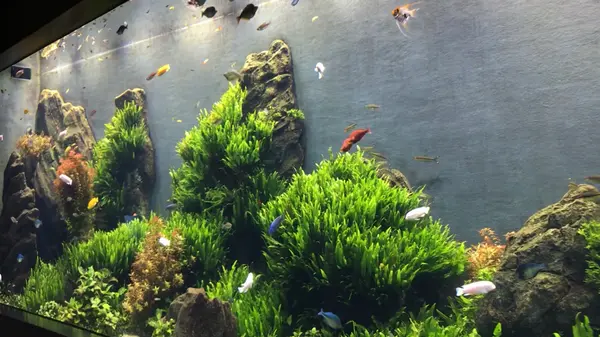 カラフルなお魚たち🐠