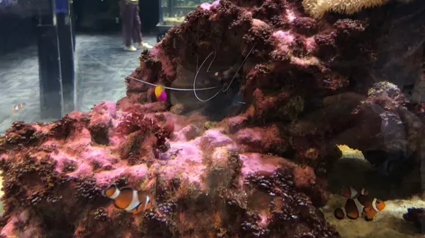 岩陰から伸びているのは、エビのヒゲ？？🤔