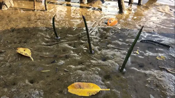 マングローブの赤ちゃん