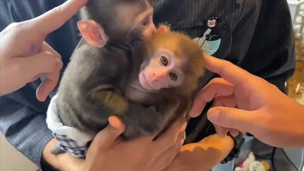 生まれたての赤ちゃん