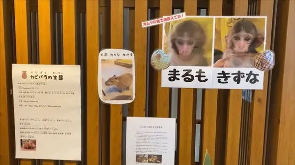 お猿さんの名前