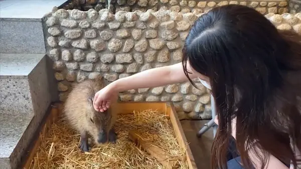 カピバラ