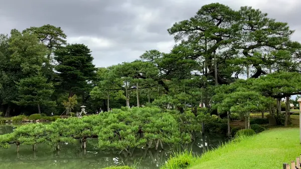 唐崎松
