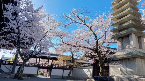 本堂裏手にも桜、さくら