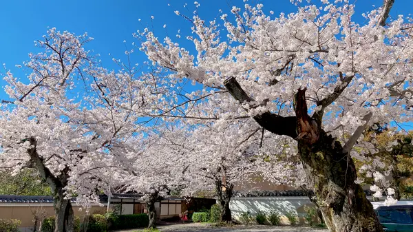 桜、見頃です✨✨