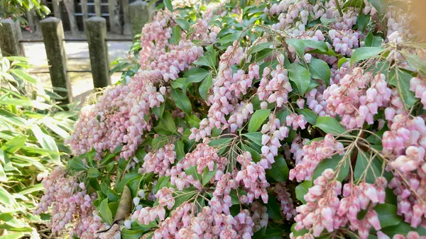 桜の他にも…