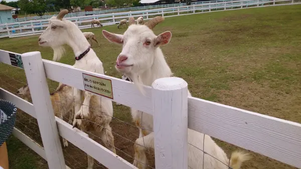 ふれあい動物村
