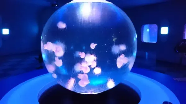 クラゲファンタジーホール