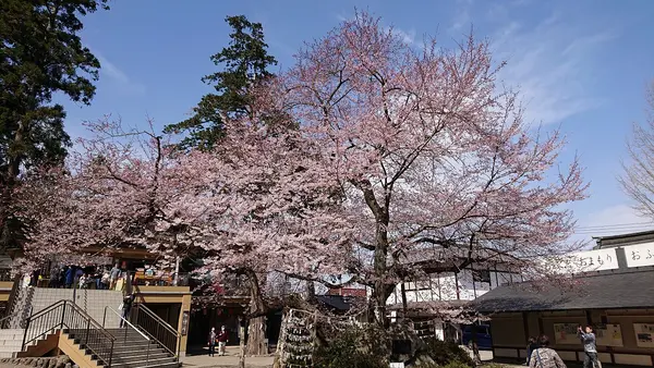 こちらが樹齢３００年のひがん桜
