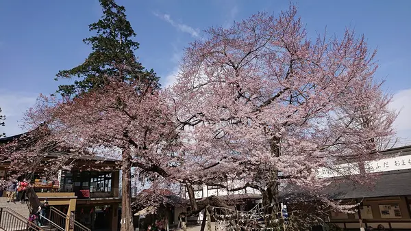 こちらが樹齢３００年のひがん桜