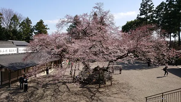 こちらが樹齢３００年のひがん桜