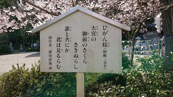 こちらが樹齢３００年のひがん桜