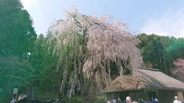 こちらが樹齢４００年のシダレザクラ