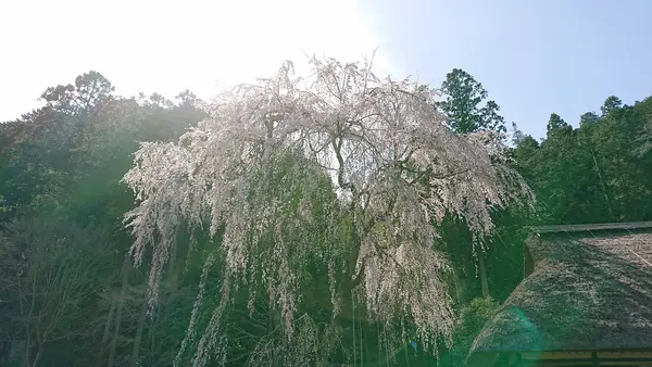 こちらが樹齢４００年のシダレザクラ